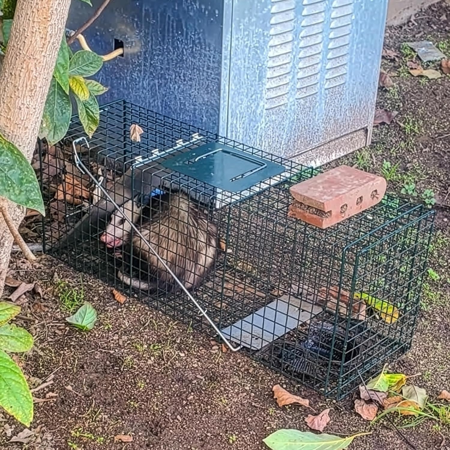 image:imageHOMESTEAD Heavy Duty Live Trap Professional Style OneDoor Live Animal Traps for Rabbit Squirrel Possum Skunk Kitten Mink Small32 inch