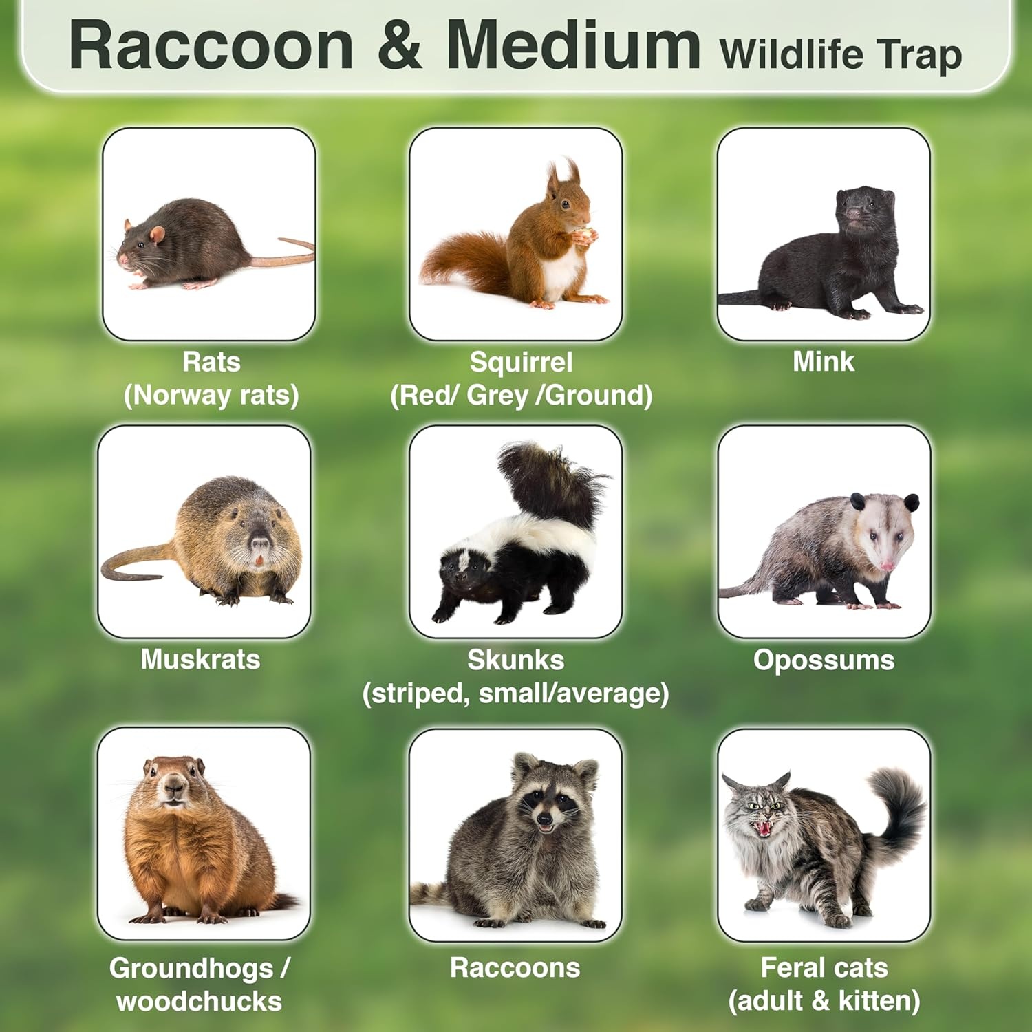 image:imageHOMESTEAD Heavy Duty Live Trap Professional Style OneDoor Live Animal Traps for Rabbit Squirrel Possum Skunk Kitten Mink Small32 inch