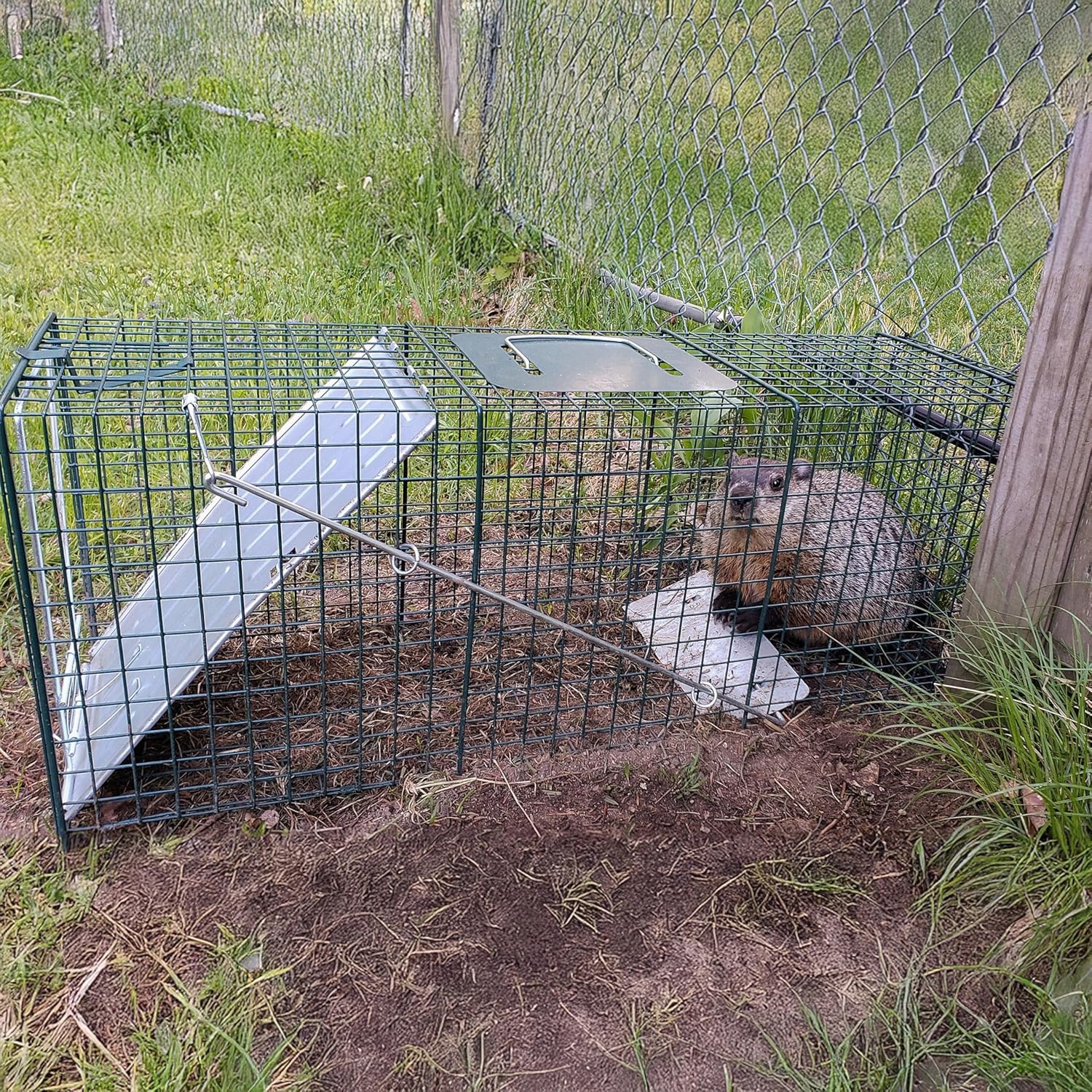 image:imageHOMESTEAD Heavy Duty Live Trap Professional Style OneDoor Live Animal Traps for Rabbit Squirrel Possum Skunk Kitten Mink Small32 inch